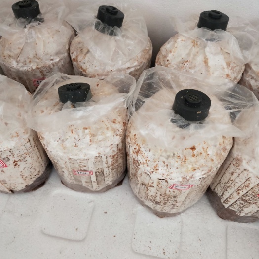 南雄市榆黄蘑菌种 菌种栽培种
