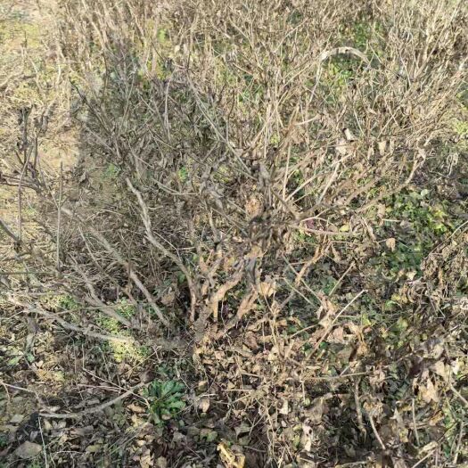 菏泽 观赏牡丹品种，品种花王十三年的丛生牡丹