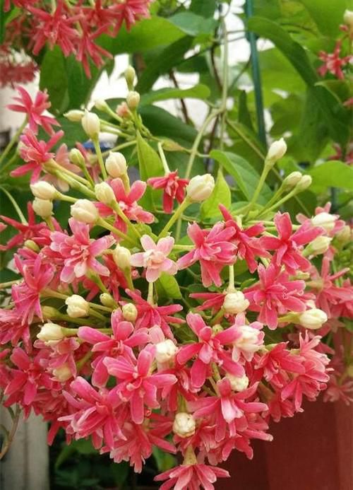 使君子  种子  苗子可做绿化观赏用