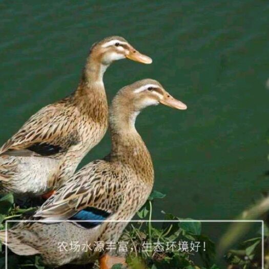 邵东市麻鸭 60天土鸭，