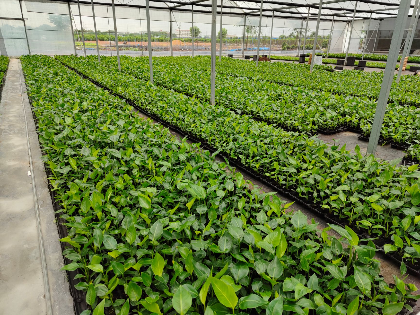 天堂鸟盆栽 白花天堂鸟 白花 天堂鸟筛苗、杯苗、穴盘苗