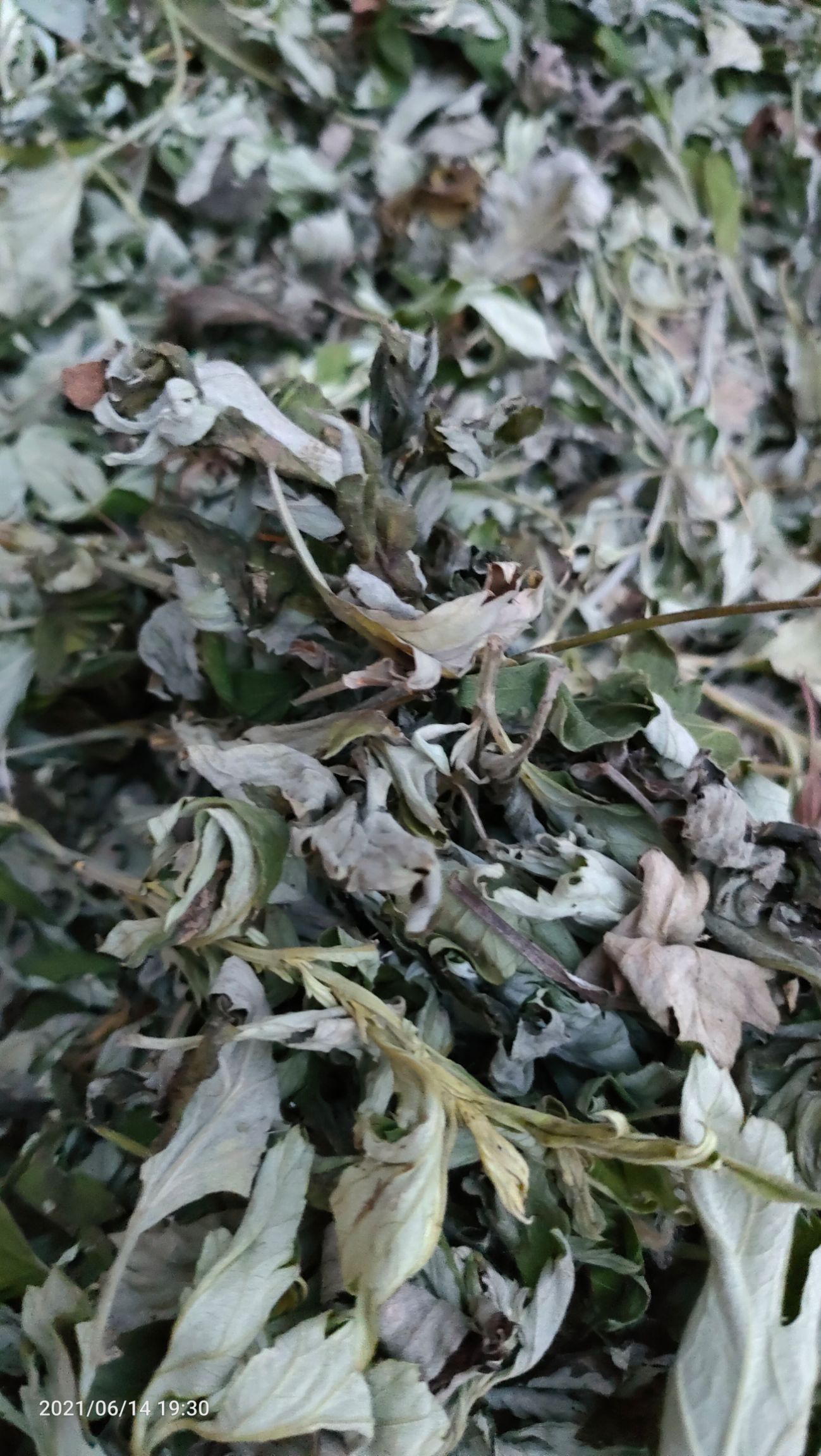  艾叶艾草干艾叶