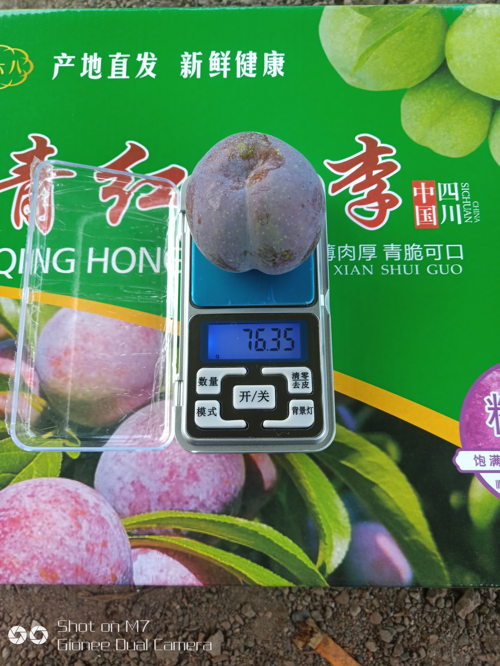 五月脆李 四川青红脆李离合，脆甜