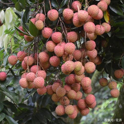 灵山县桂味荔枝  桂味香荔