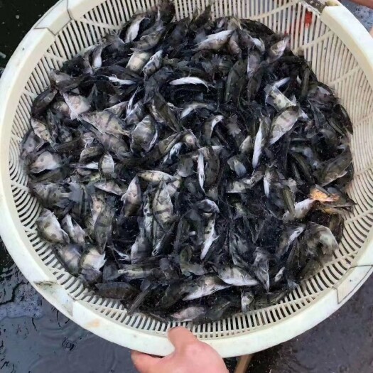 潜江市桂鱼苗 桂花鱼苗
