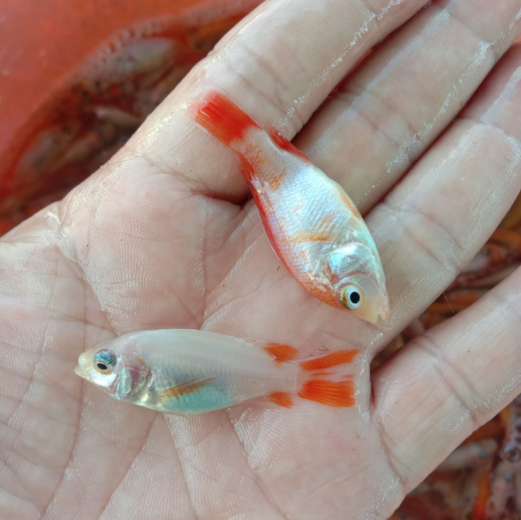 红罗非鱼苗，红罗非。