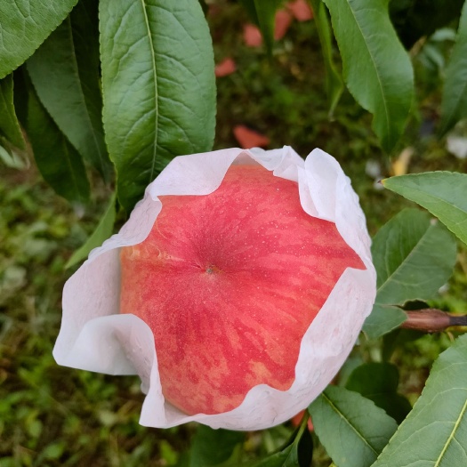 成都25号水蜜桃