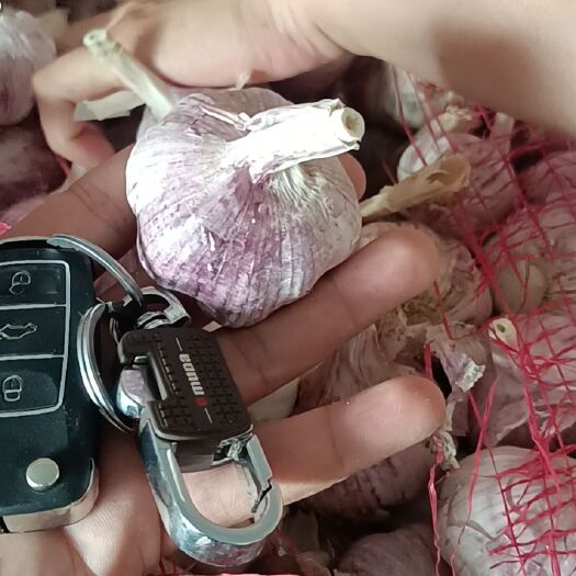 金乡县 金乡大蒜，太空早熟品种