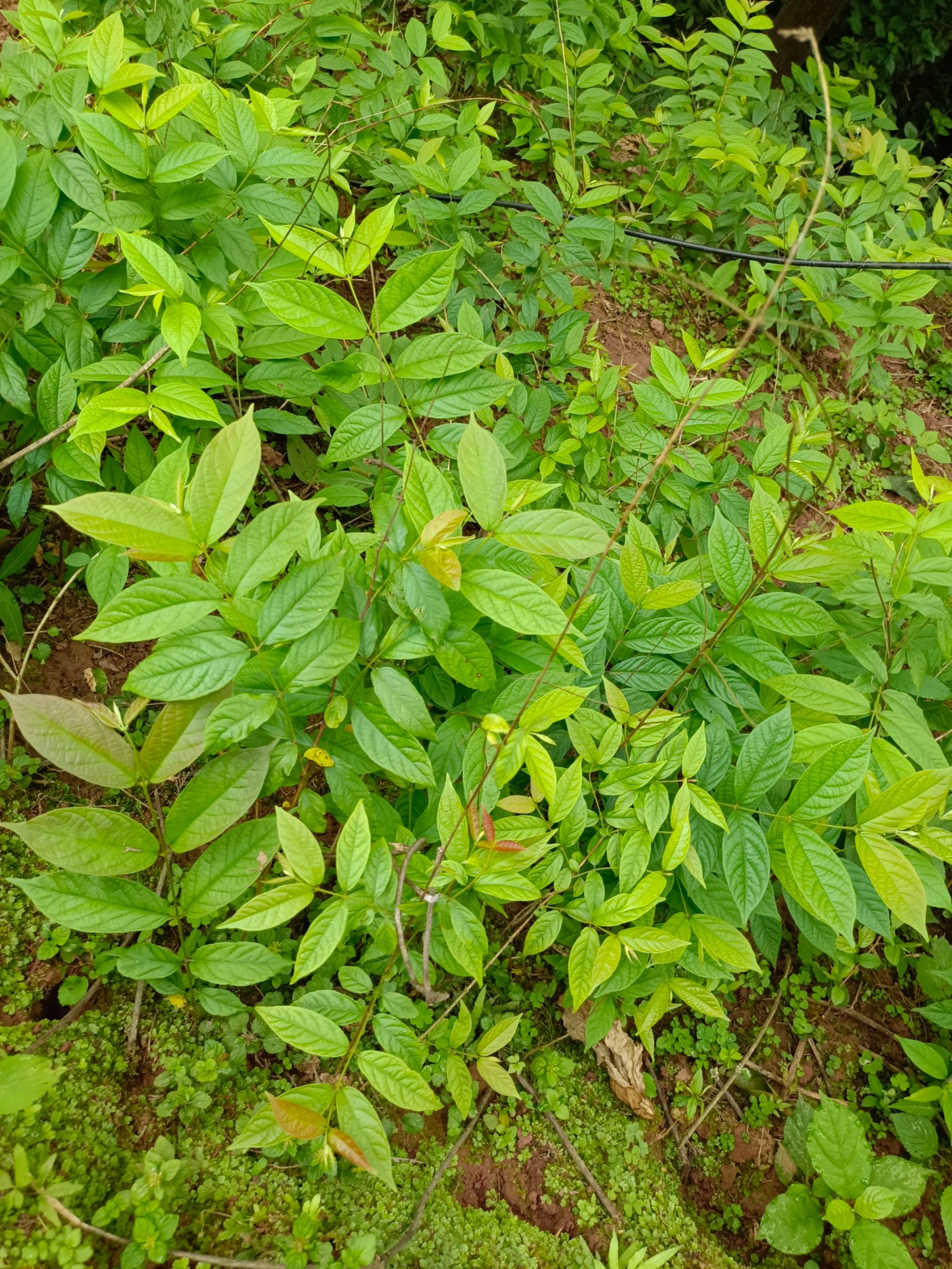 使君子  种子  苗子可做绿化观赏用