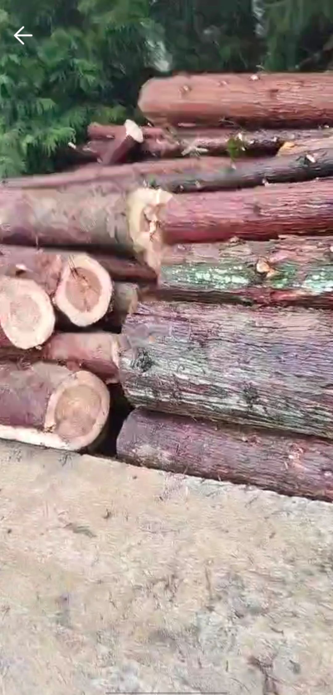 木材 杉木，柳木