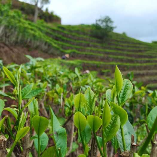 保山绿茶，高山云雾茶，2022年春，新茶
