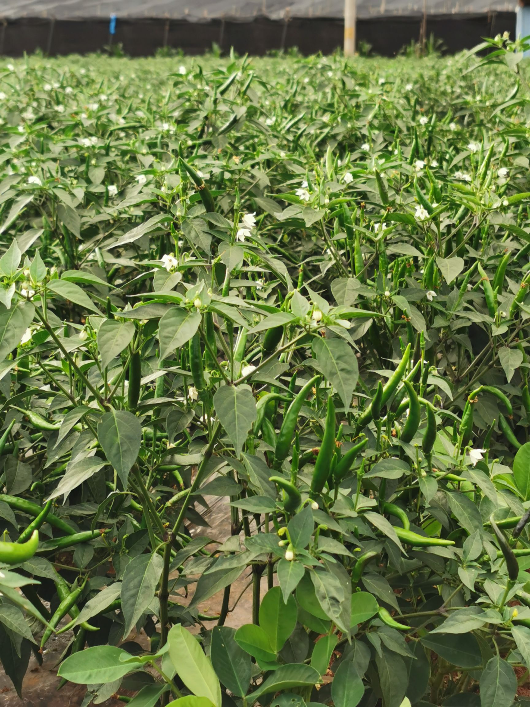  云南文山朝天椒（小米辣）