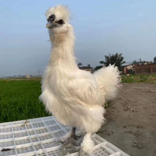 广州竹丝鸡苗