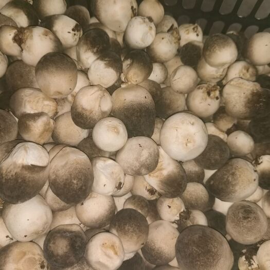 衡阳松乳菇 鲜甜量大优惠