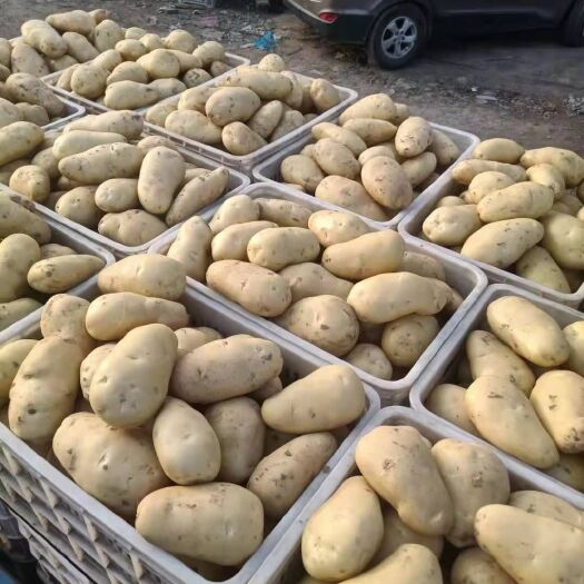 济南荷兰15 荷兰十五土豆