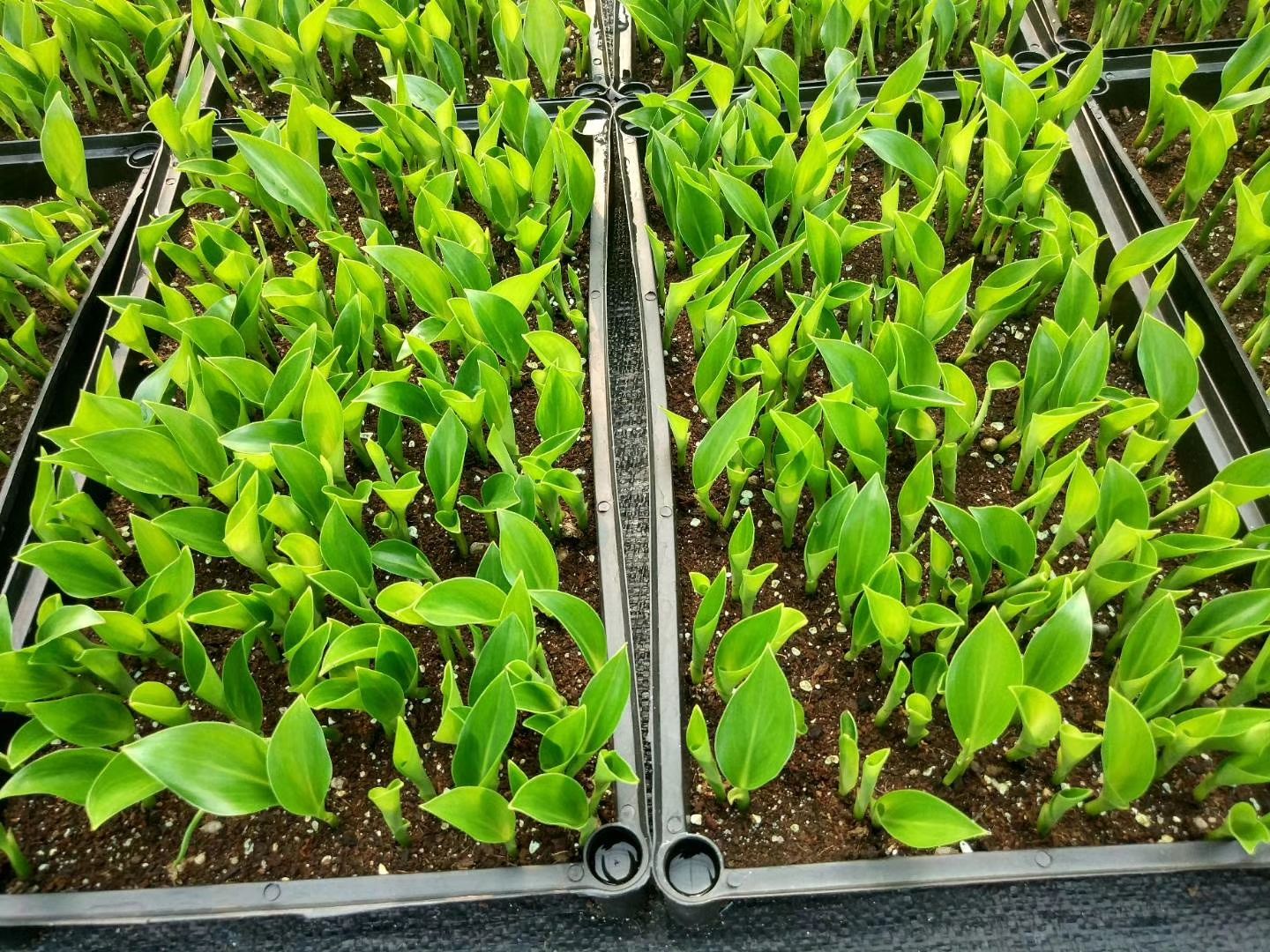 天堂鸟盆栽  白花天堂鸟 白花 天堂鸟筛苗、杯苗、穴盘苗，期待有缘人！