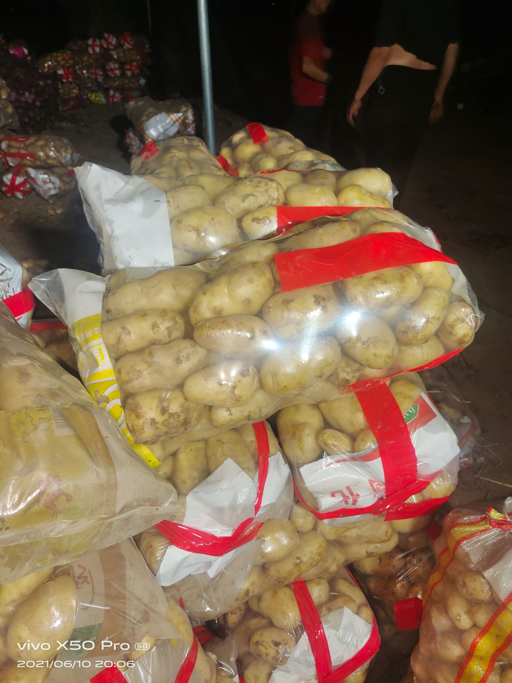 荷兰15 山东安丘沂水土豆大量上市，欢迎各地客商前来采购。