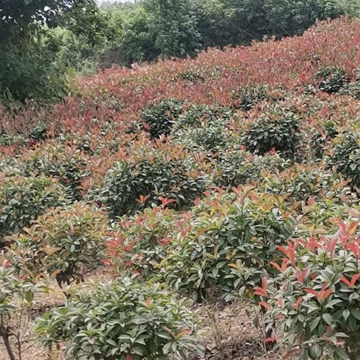来安县火焰红 红叶石楠，地插苗，小杯苗，大杯苗，各种规格红叶石楠球。