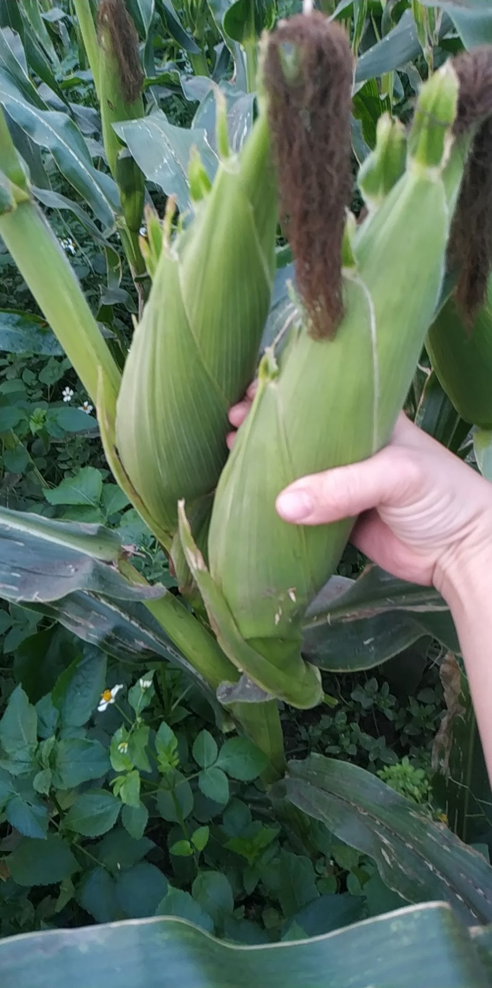 彩甜糯818，七彩甜糯玉米种子