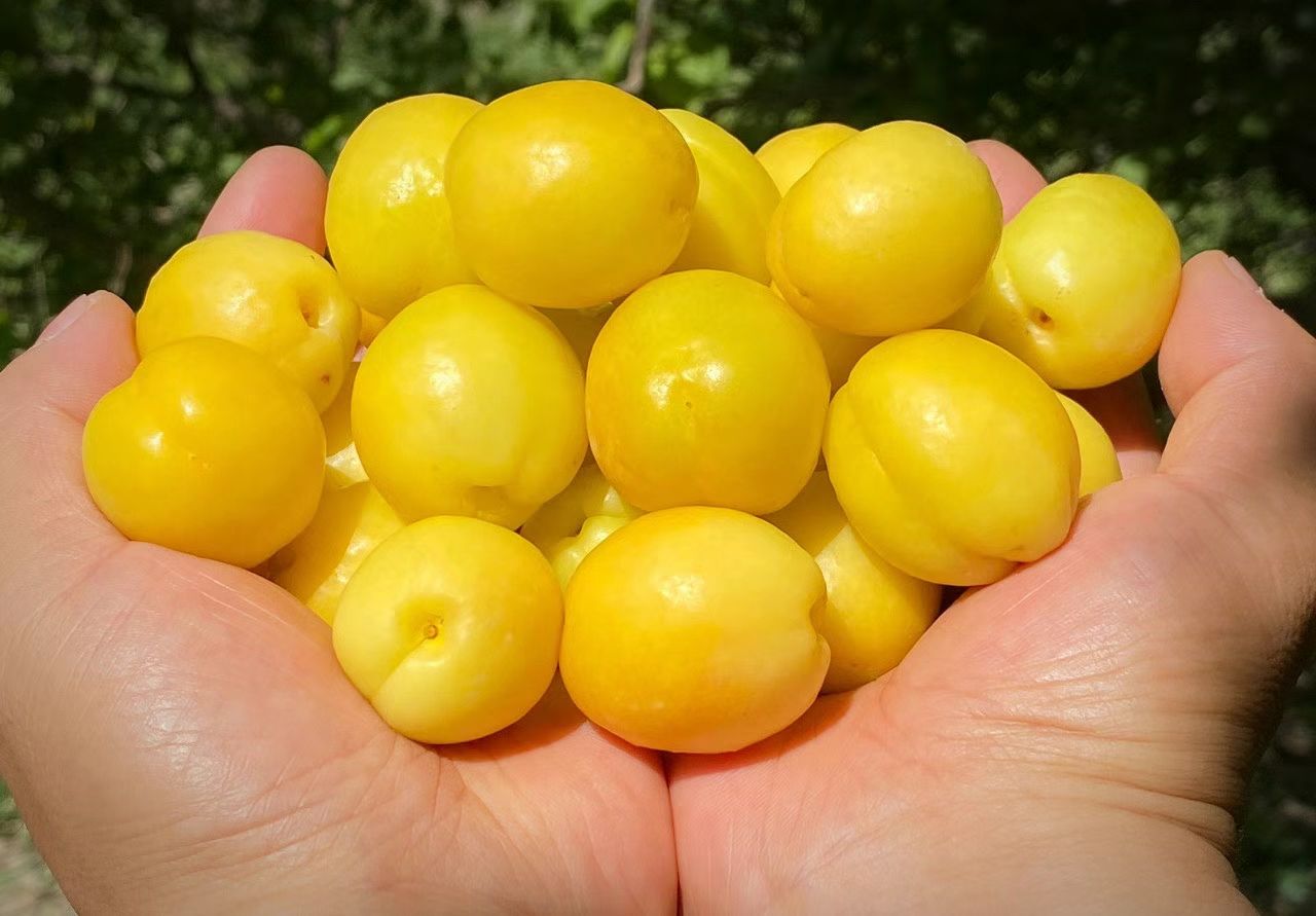 新疆轮台小白杏现摘现发新鲜原产地发货批发团购品质保证全国包邮