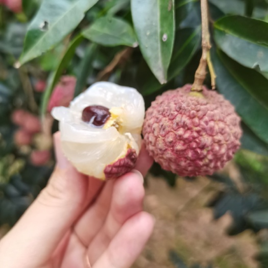 合浦县 当地的特产，鸡嘴荔枝
