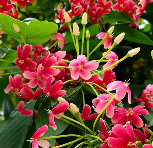 使君子  种子  苗子可做绿化观赏用