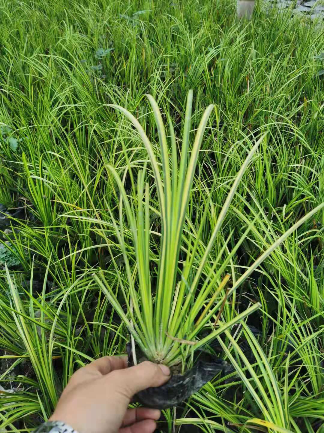 金叶菖蒲  金叶石菖蒲