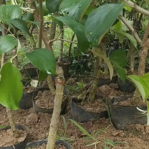 白沙县青枣苗