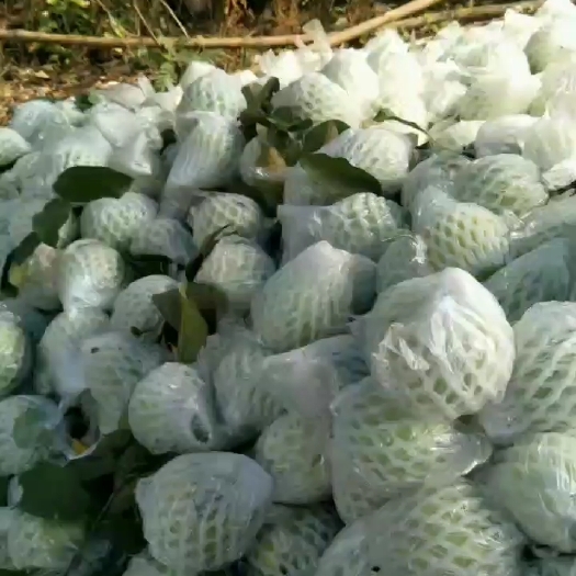 化州市 珍珠番石榴靓果  大量供应