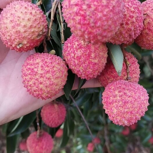 桂平市桂味荔枝 桂味勒荔和荔淮枝专业代办欢迎来电