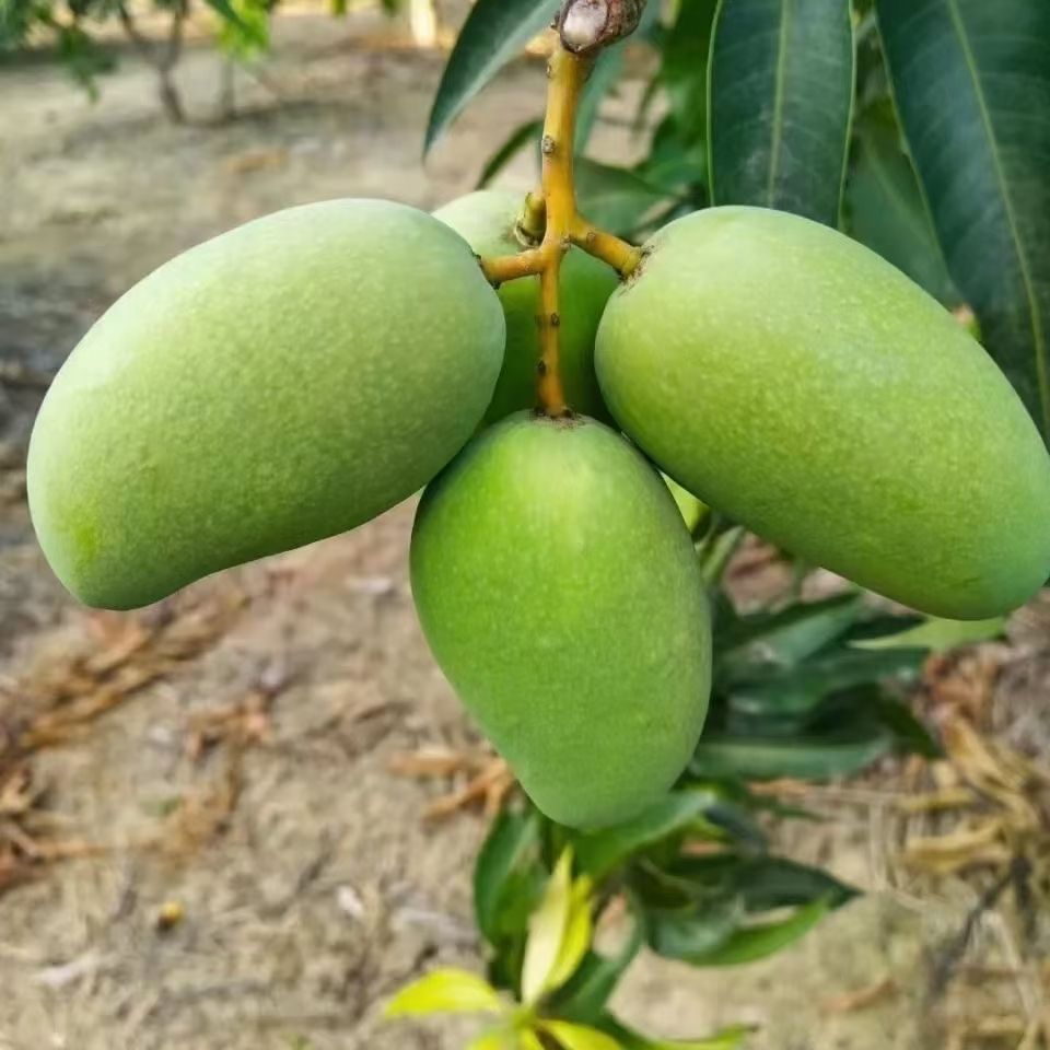 台农芒 台农