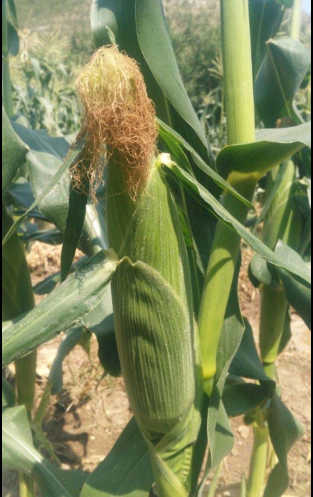 鲜玉米 新鲜甜玉米棒
