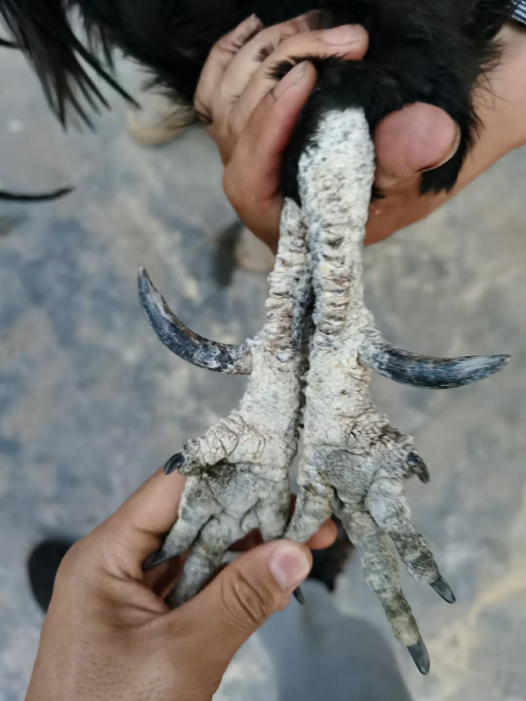 土鸡  4年农家散养粮食公鸡