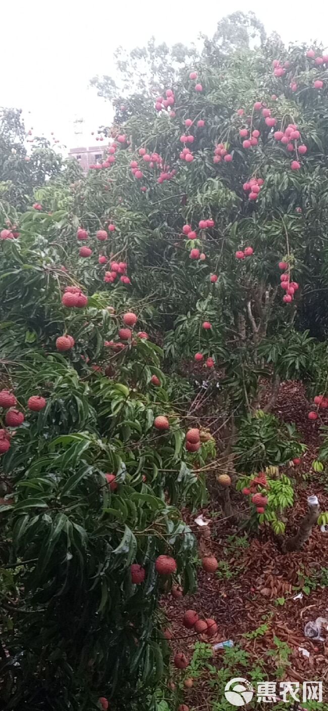 玉荷包荔枝 广东荔枝