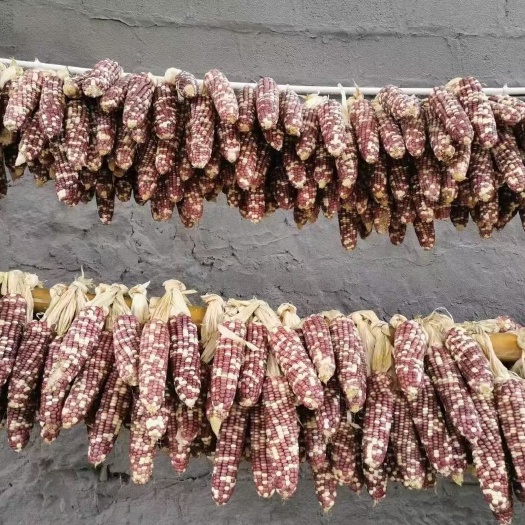 思茅糯玉米粒 糯包谷米