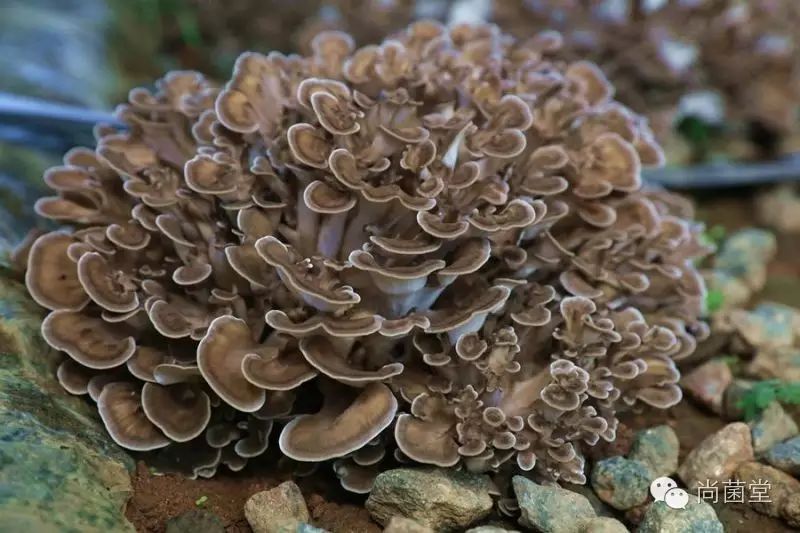 迁西栗蘑无沙无损新鲜