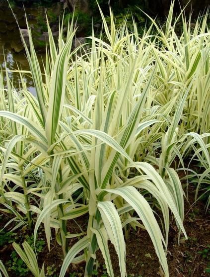  花叶芦竹水生植物，水 陆地都可种植