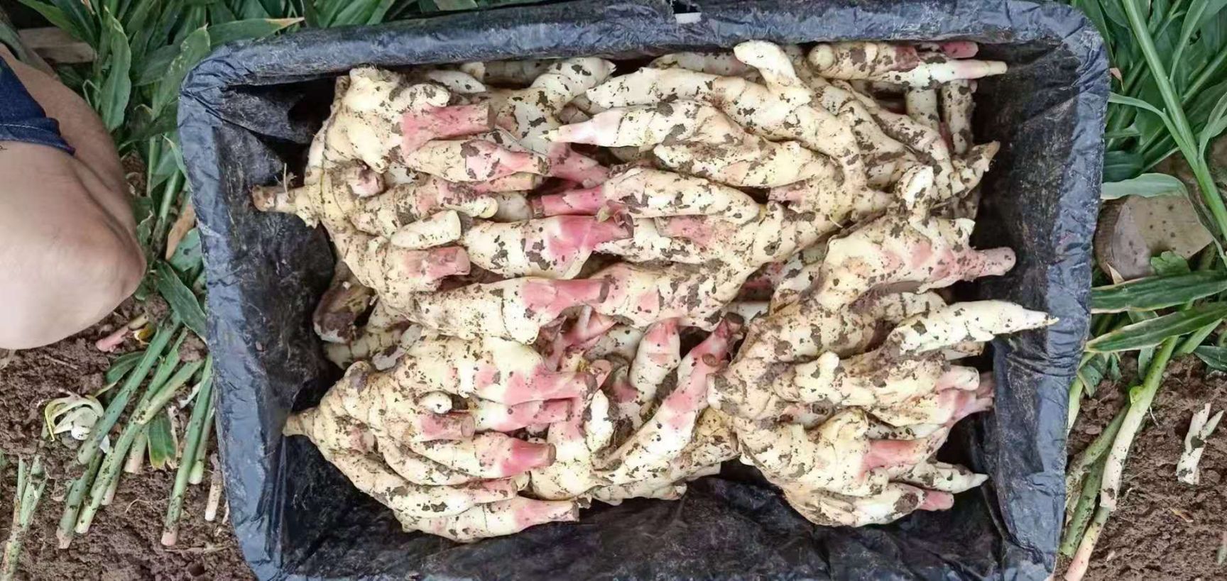 生姜  山西生姜产地批发  日上货20万斤货源充足保质保量