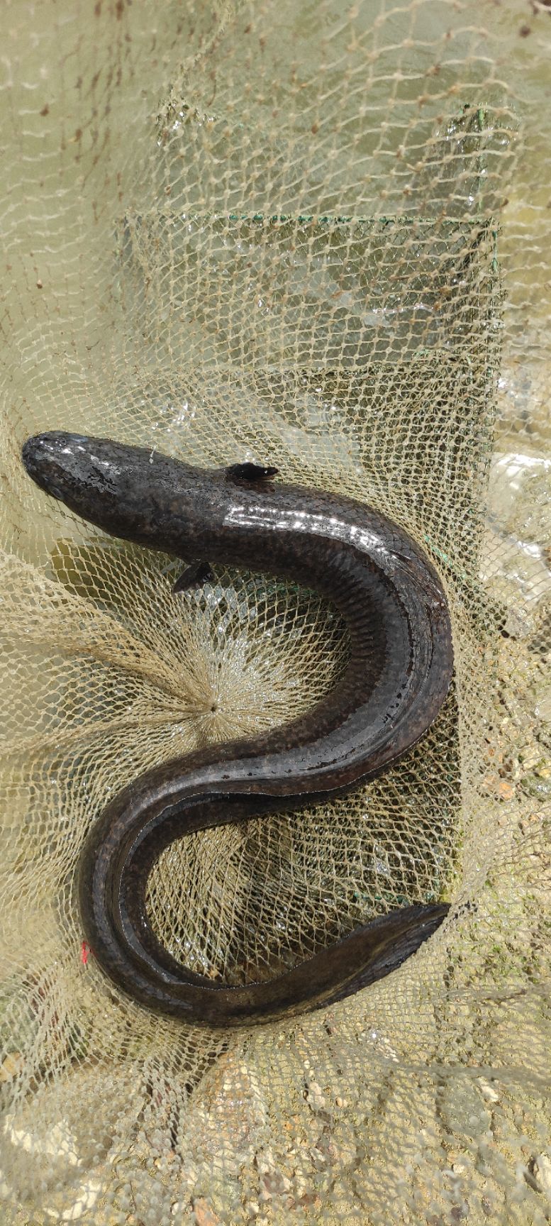  ，水库鳗，山坑鳗