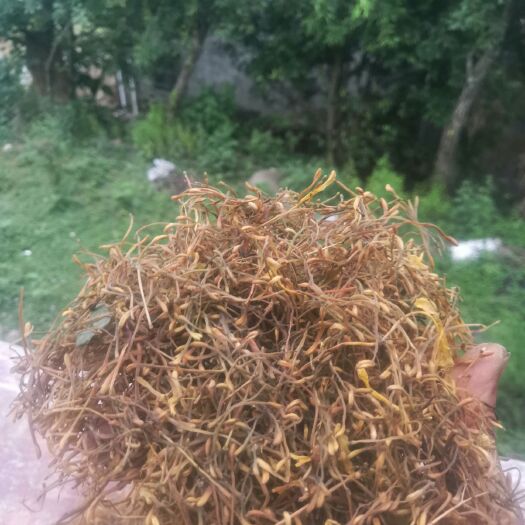 通江县农家哂干药用，泡茶干金银花