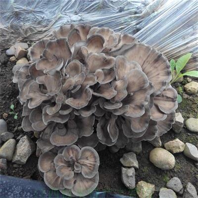 迁西栗蘑无沙无损新鲜