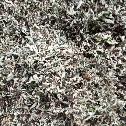 艾草