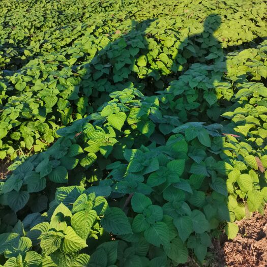 芦溪县 新鲜紫苏，自有基地
