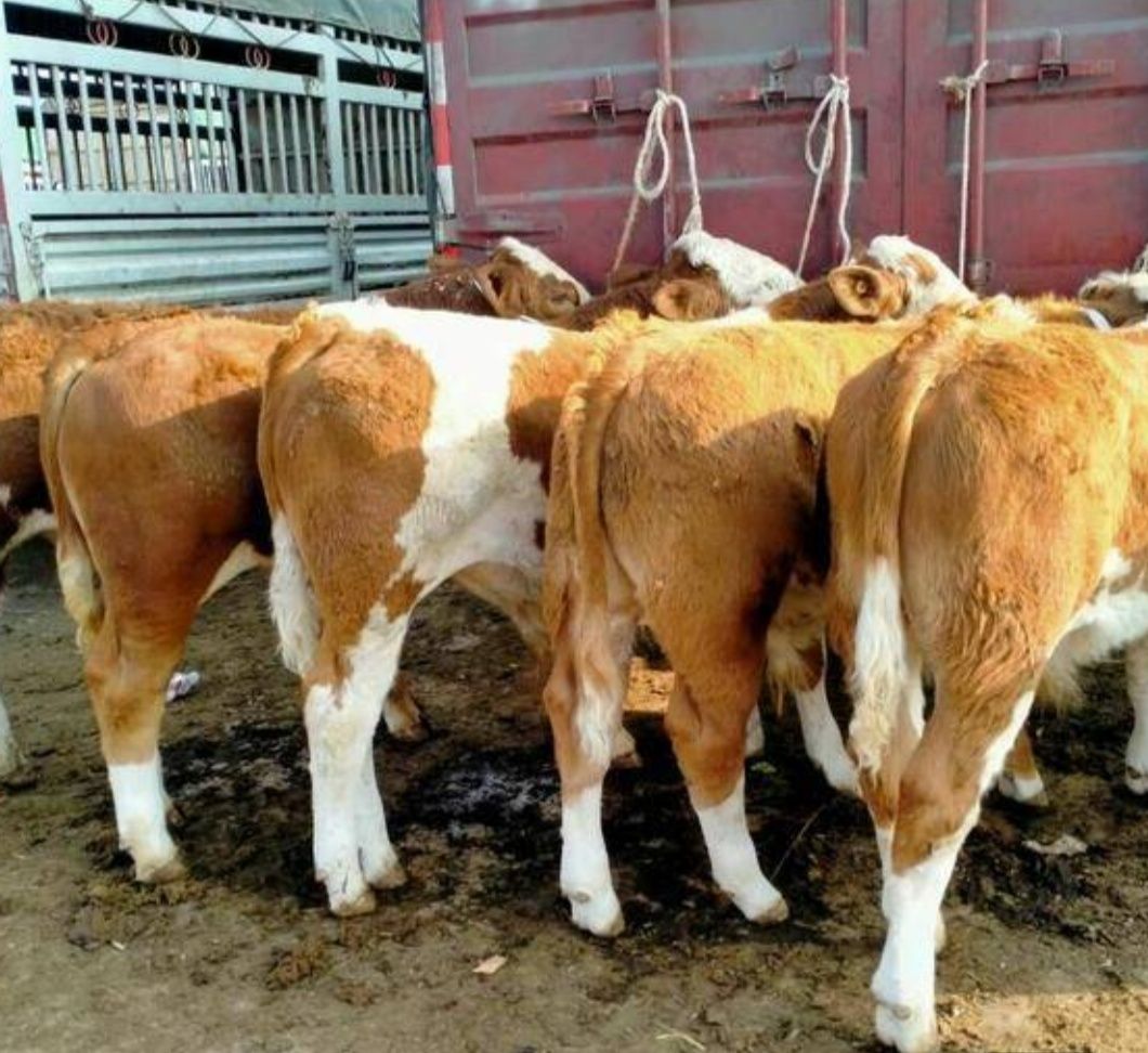 西门塔尔牛 贵州威宁县散养西门塔尔小公牛小母牛土杂交牛黄牛肉牛等包装车。