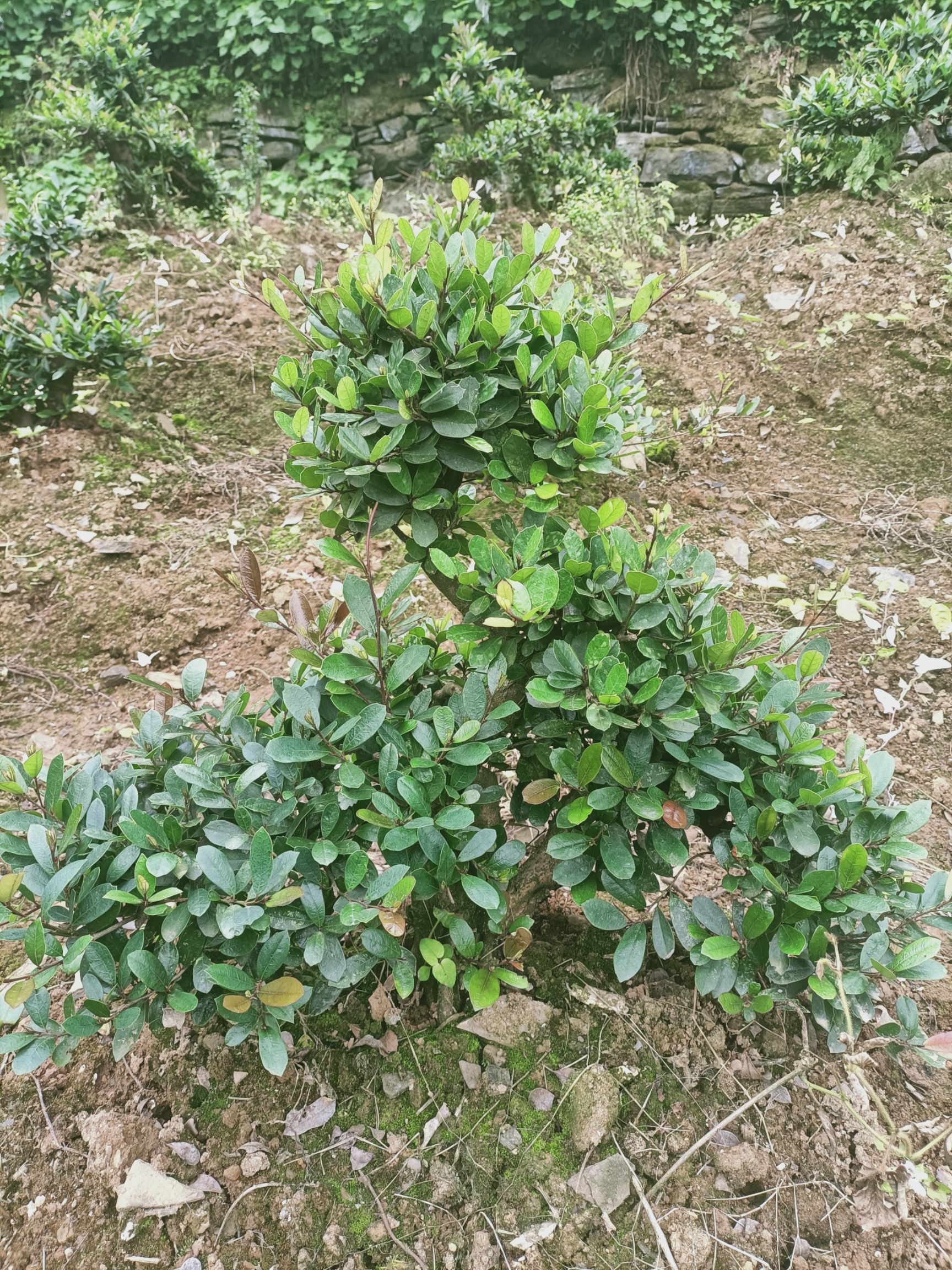 中华蚊母树  蚊母盆景