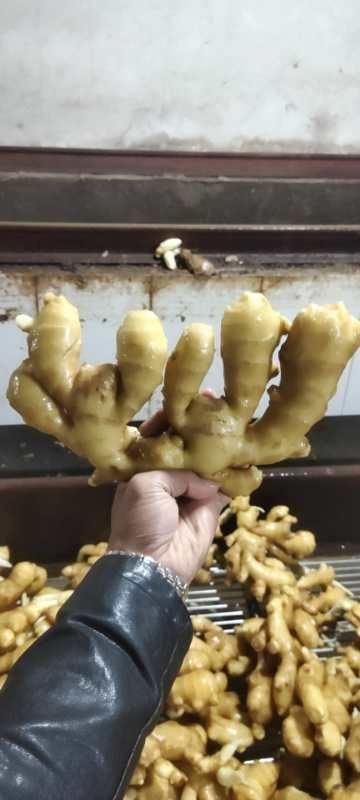 生姜  江苏生姜产地批发 日上货20万斤 货源充足保质保量