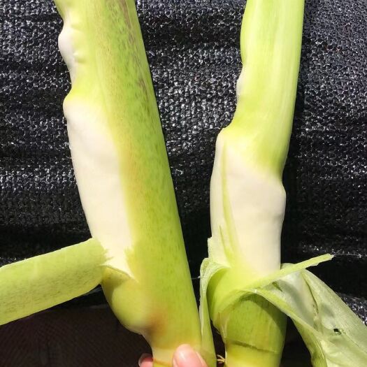 芜湖茭白 美人茭，高笋，货源充足，四季供应，量大从优