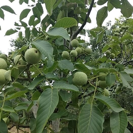 富平县 青皮核桃