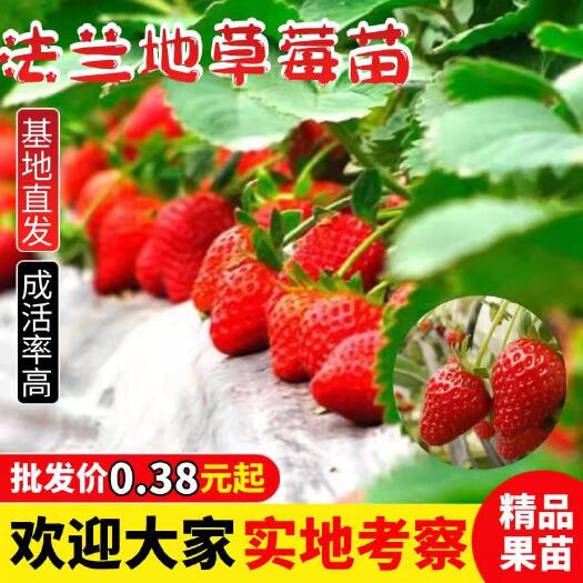 兴安县法兰地草莓苗  基地直发无毒无病成活率高，欢迎大家实地考察，