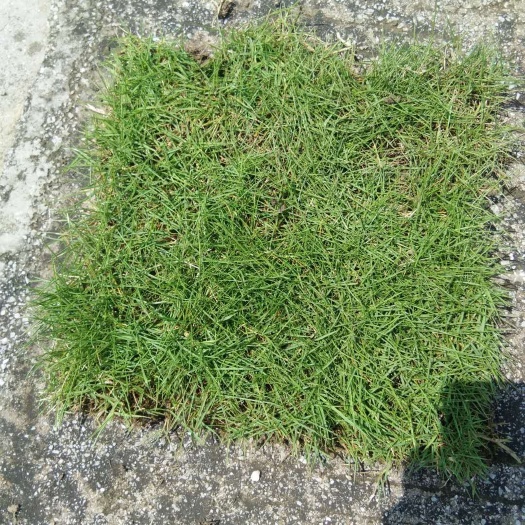 罗城县马尼拉草皮